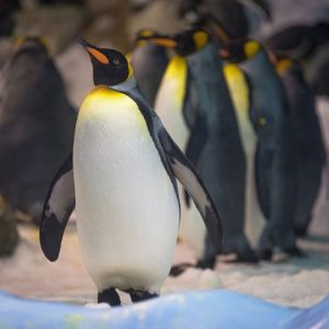 Tour Full Day Parque Pingüino Rey