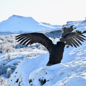 Rupestre Patagonia
